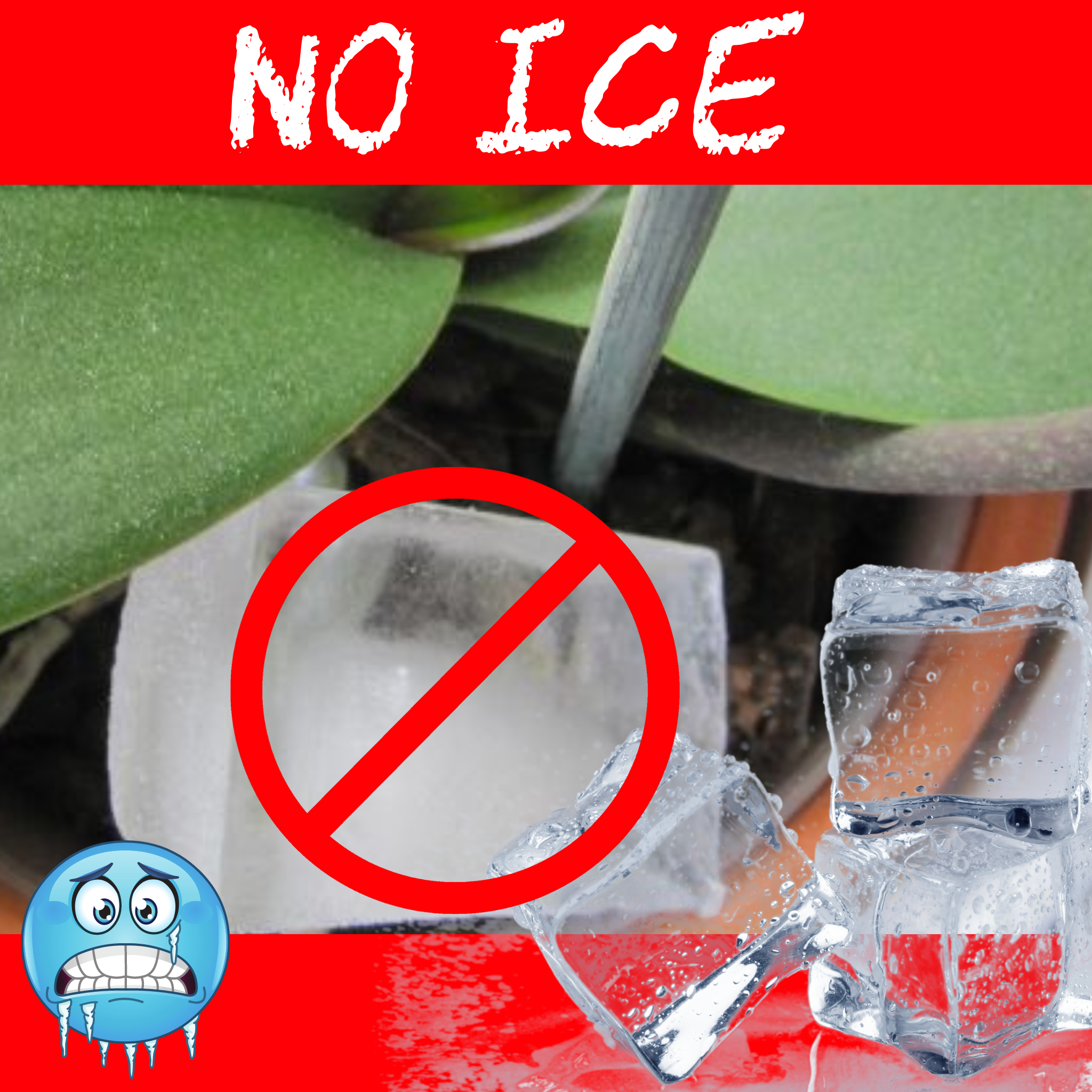 Blog posts Ice Cube Orchids on orchids?