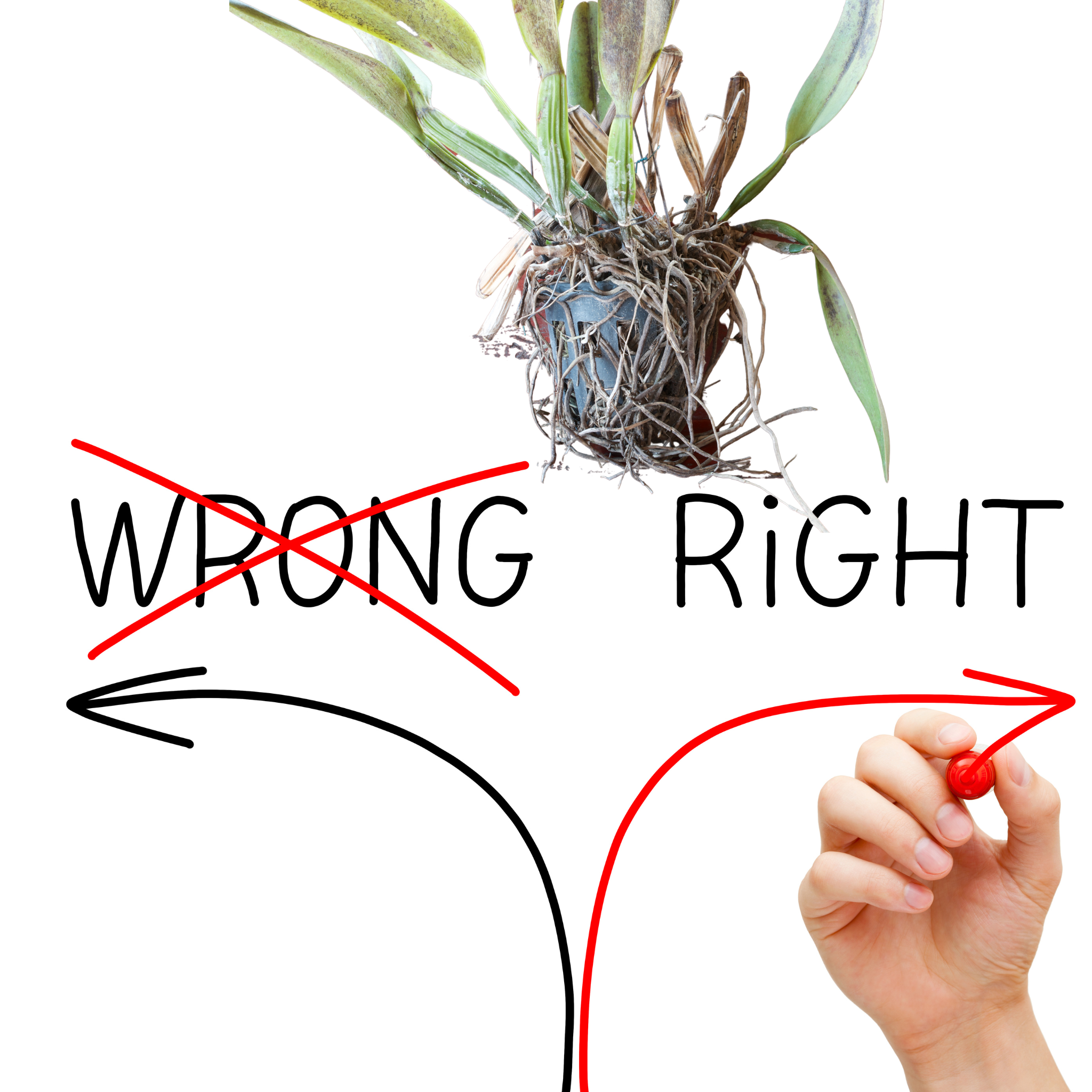 Choosing the Right Orchid for your Collection