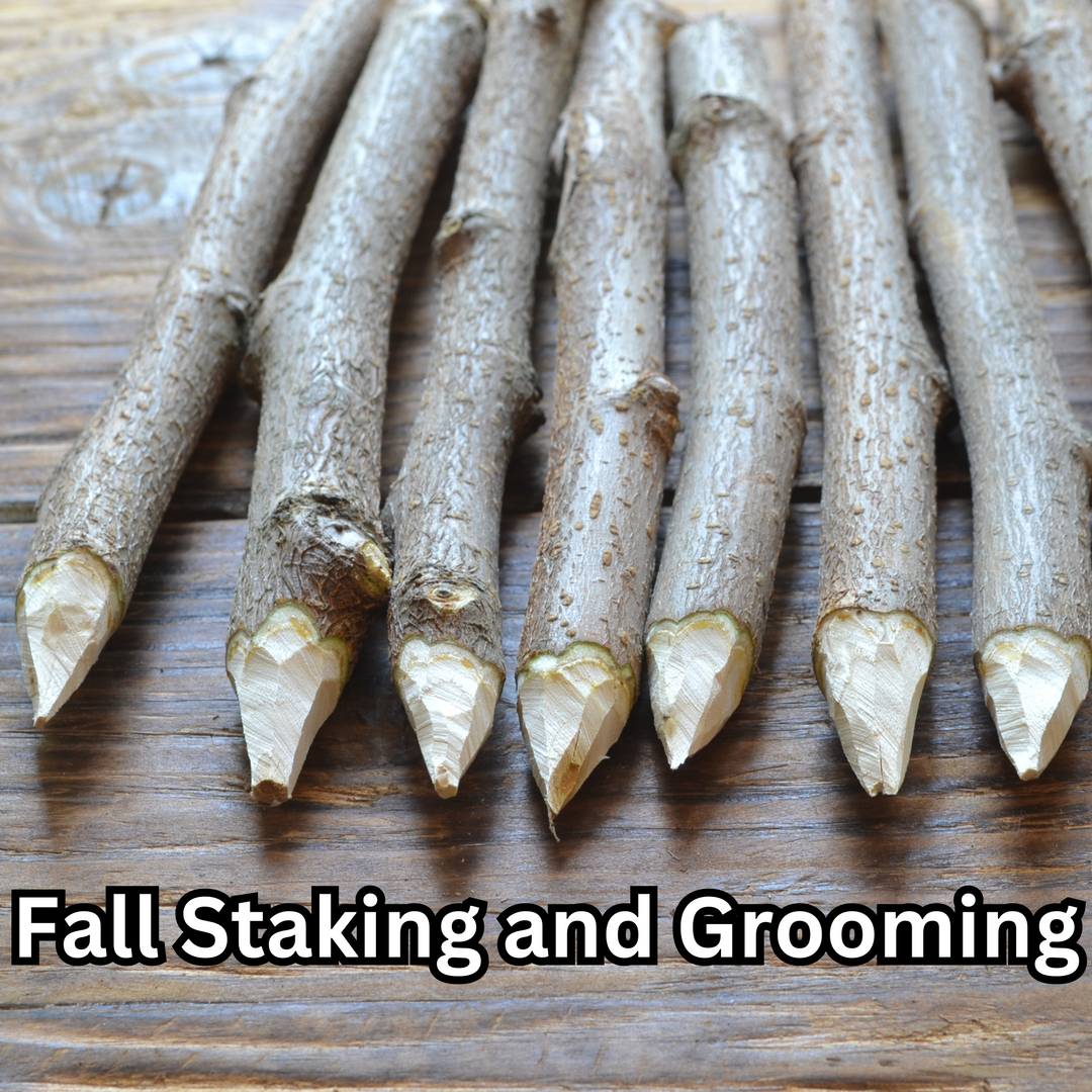 Fall Staking and Grooming