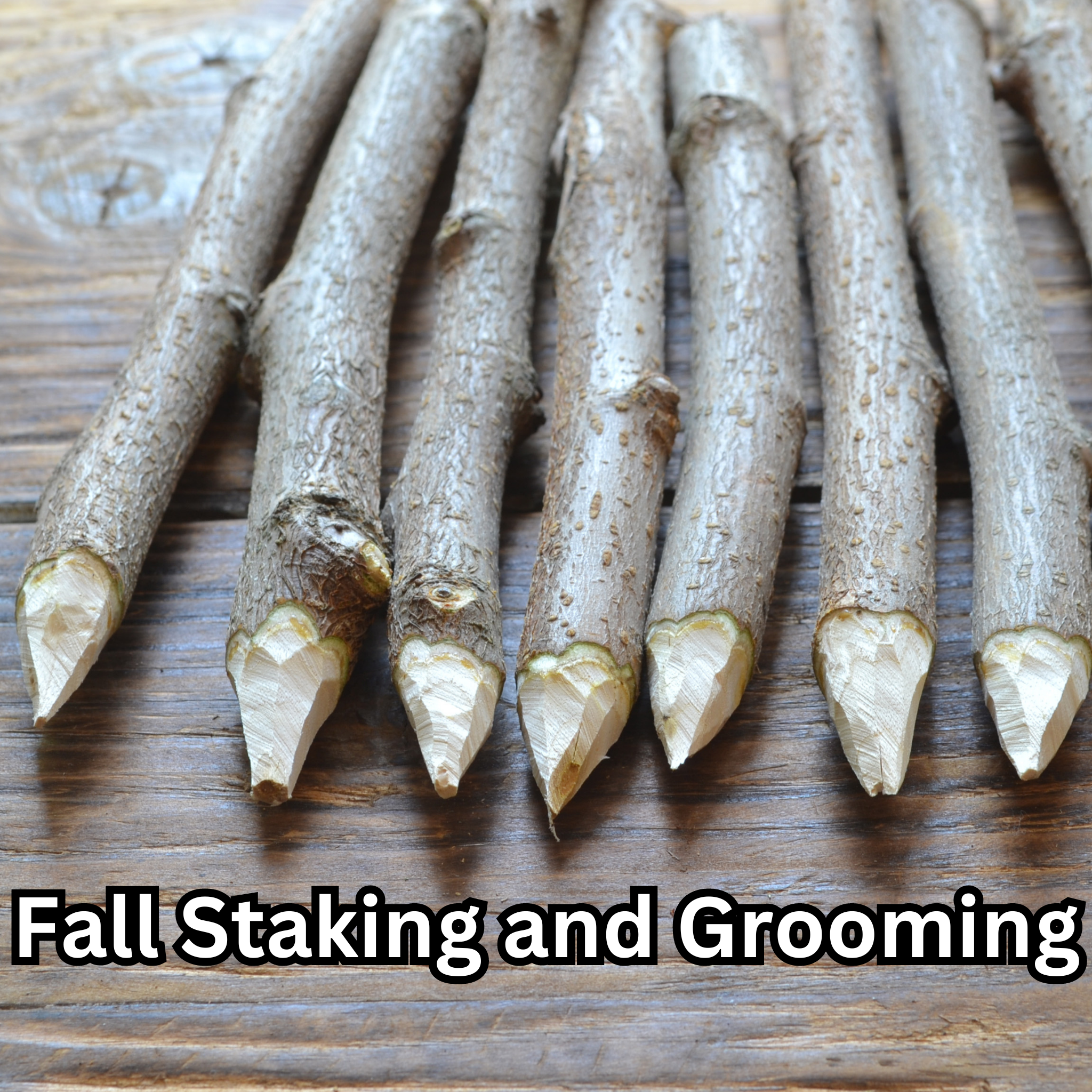 Fall Staking and Grooming