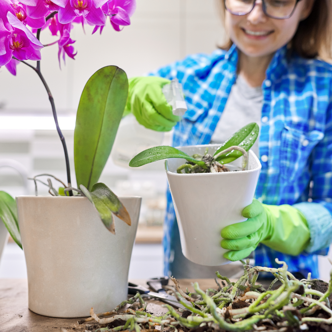 When should I repot my Orchid?
