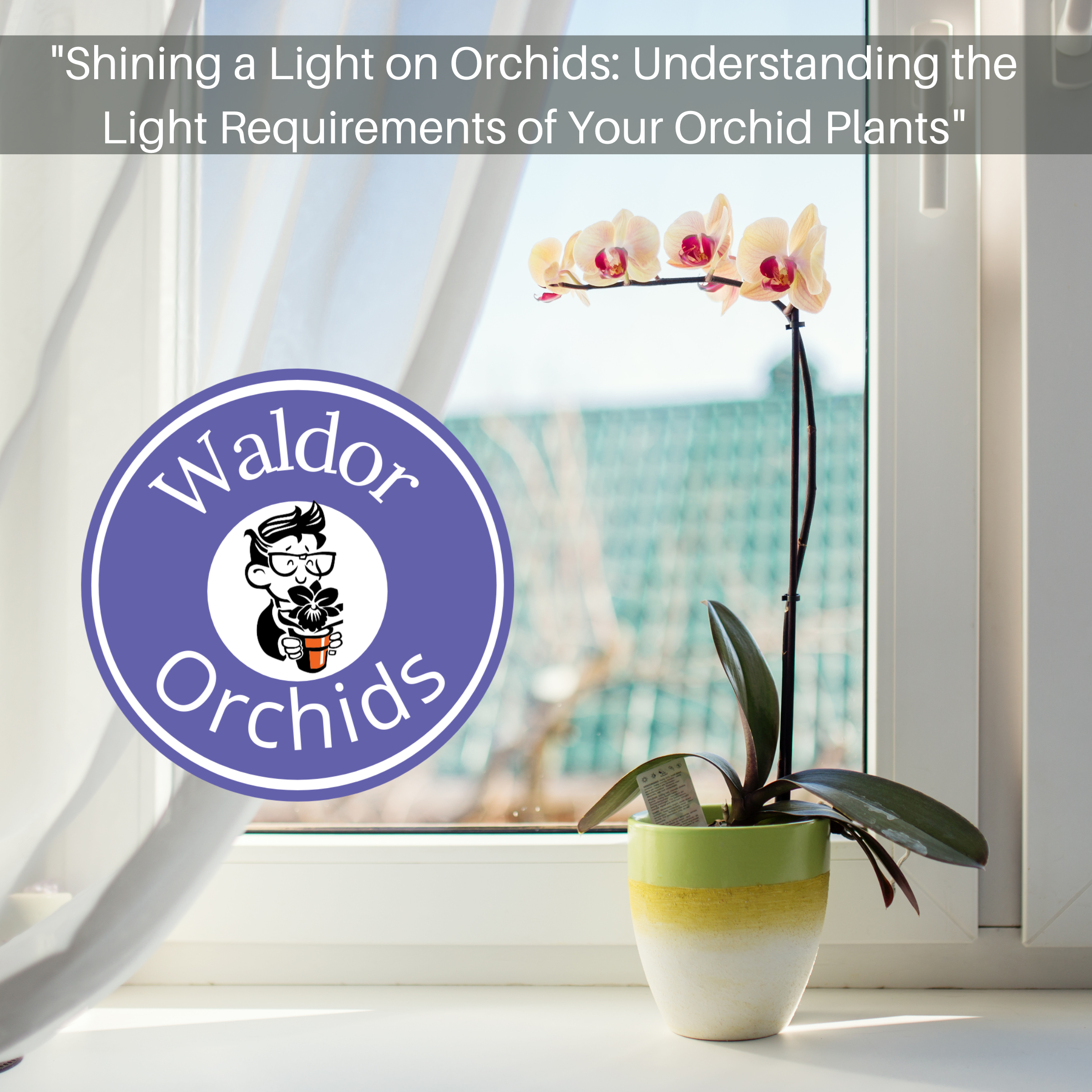"Shining a Light on Orchids: Understanding the Light Requirements of Your Orchid Plants"