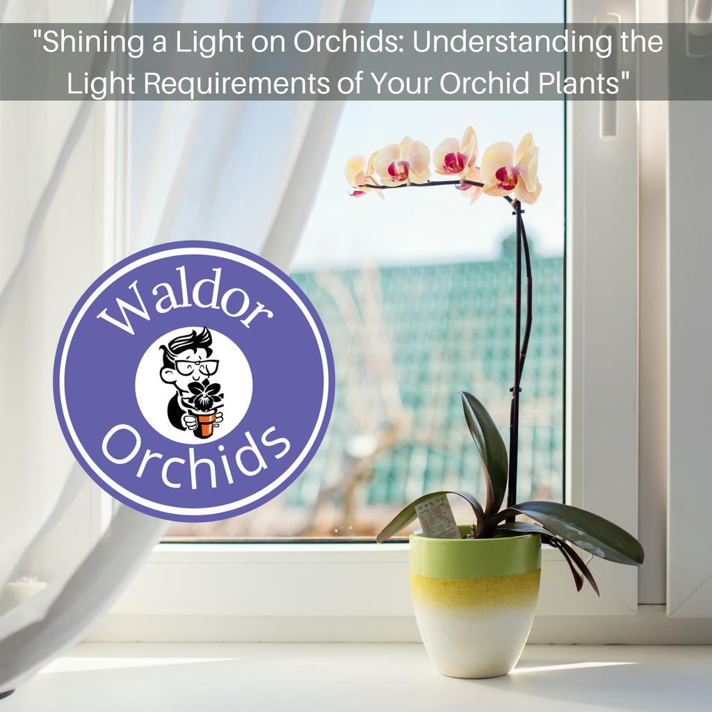 Shining a Light on Orchids Understanding the Light Requirements of Y