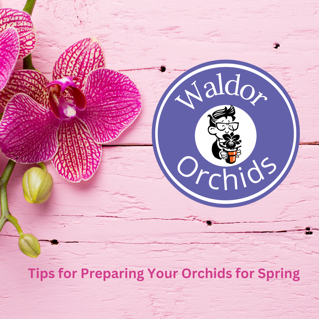 Tips for Preparing Your Orchids for Spring