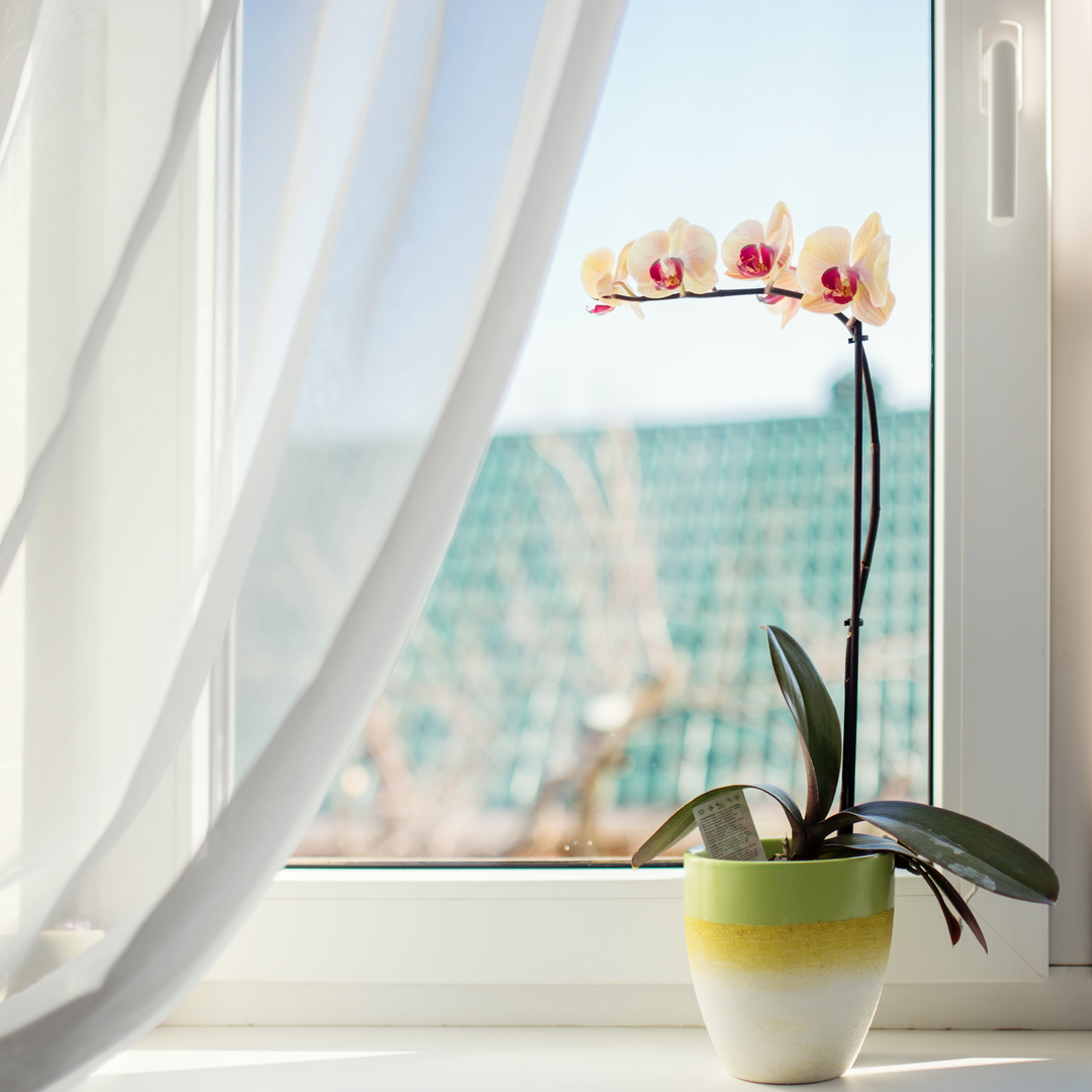 Sunburn on orchids