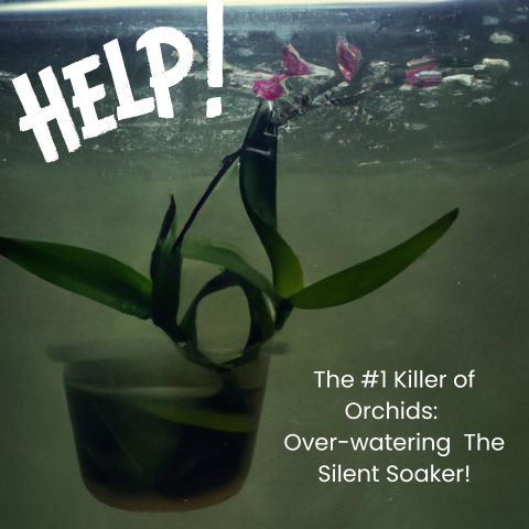 The #1 Killer of Orchids: Overwatering – The Silent Soaker!