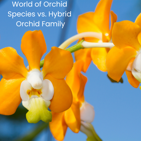 Orchid Species vs. Hybrids: Exploring Nature's Originals and Man-Made Marvels