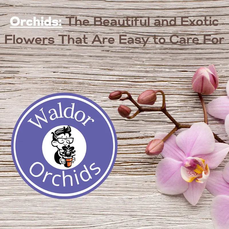 Orchids: The Beautiful and Exotic Flowers That Are Easy to Care For