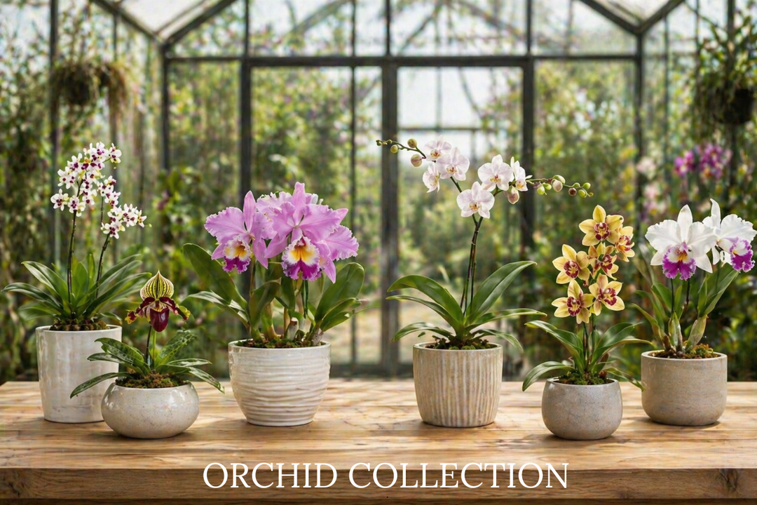 Orchid Plants for Sale collection banner featuring a family exploring a greenhouse filled with blooming orchids at Waldor Orchids in New Jersey