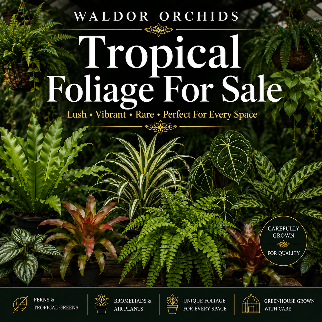 Tropical Foliage For Sale featuring ferns, bromeliads, tropical houseplants, and lush foliage plants growing inside the Waldor Orchids greenhouse in New Jersey