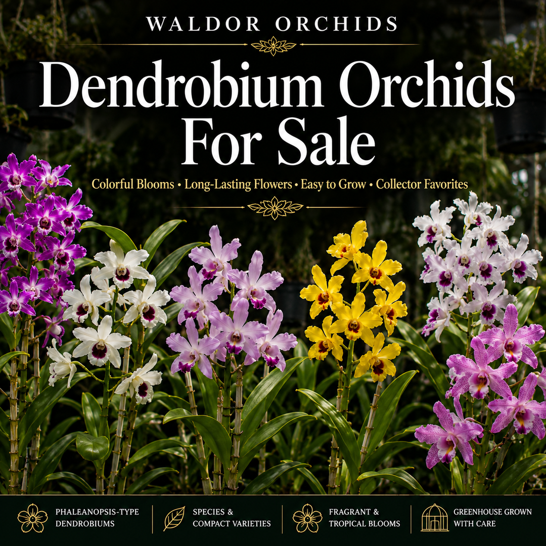 Dendrobium Orchids For Sale collection banner featuring colorful Dendrobium orchids with long-lasting blooms growing inside the Waldor Orchids greenhouse in New Jersey