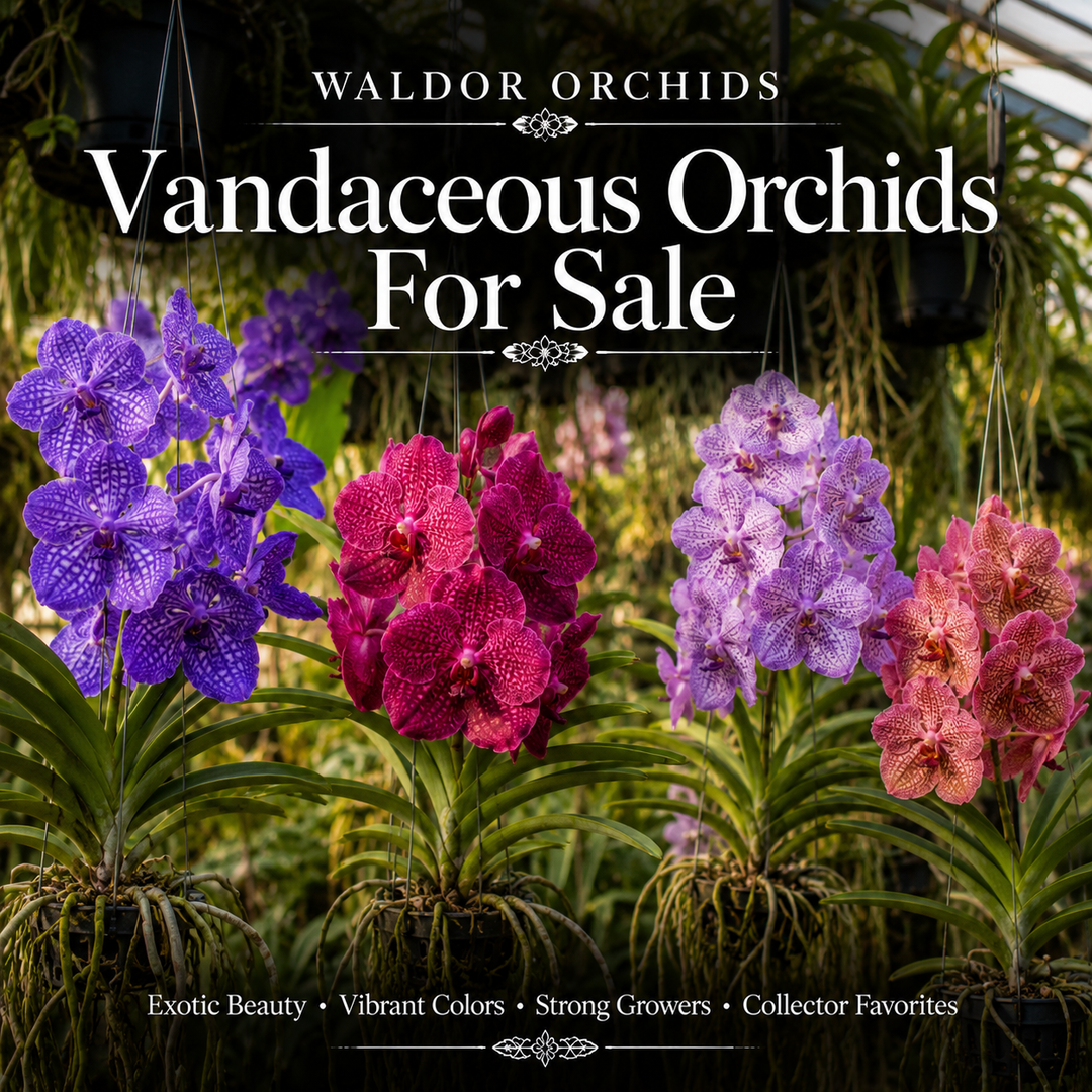 Vandaceous Orchids For Sale collection banner featuring hanging Vanda orchids in blue, purple, raspberry, and pink blooms inside a tropical greenhouse at Waldor Orchids
