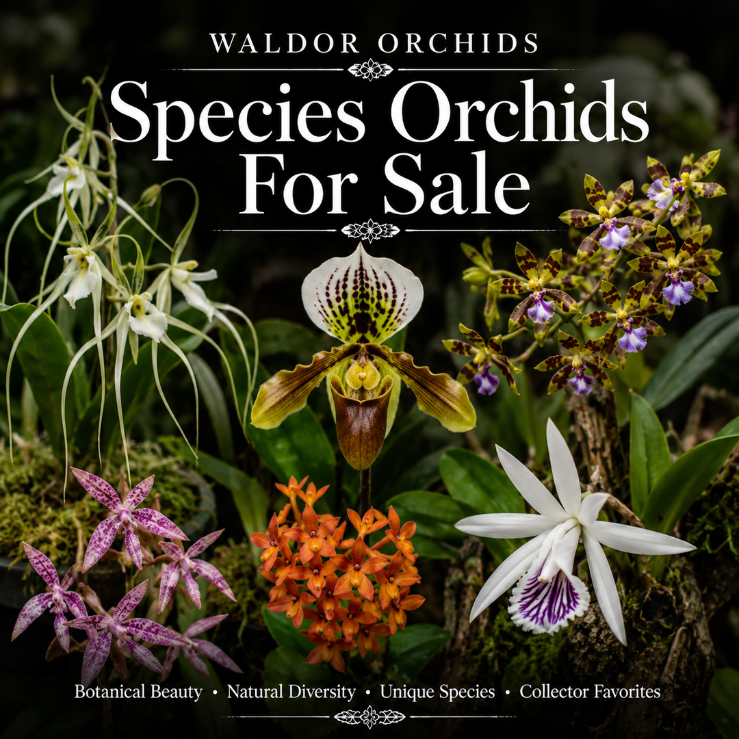 Species Orchids For Sale collection banner featuring mounted and botanical species orchids including Paphiopedilum, Brassavola, Encyclia, and rare collector orchids at Waldor Orchids