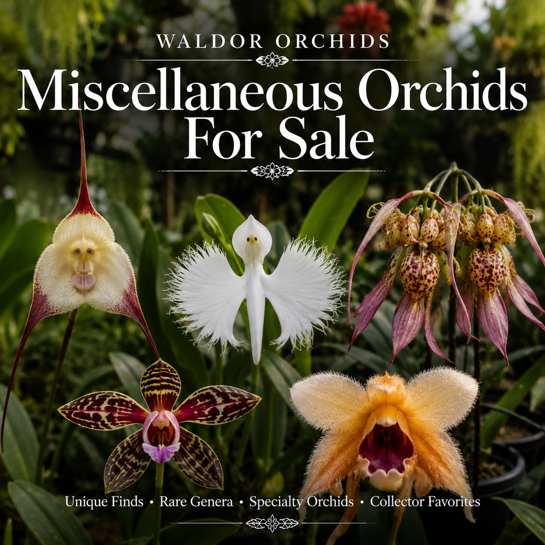 Miscellaneous Orchids For Sale collection banner featuring rare and unusual orchids including monkey orchid, dove orchid, Bulbophyllum, and specialty collector orchids at Waldor Orchids