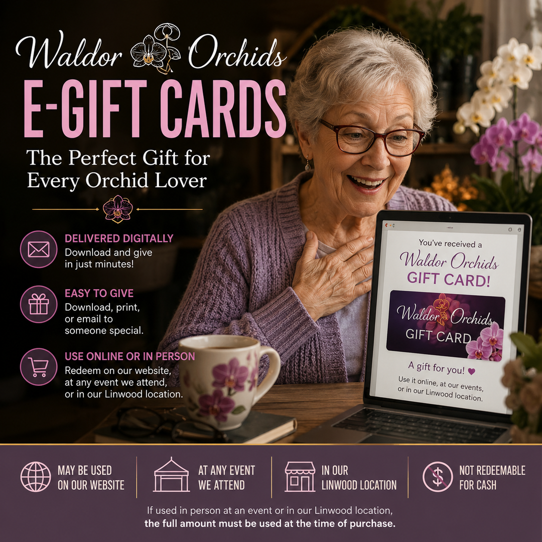 Waldor Orchids E-Gift Card banner featuring a grandmother happily receiving a digital gift card by email on her laptop surrounded by blooming orchids at home