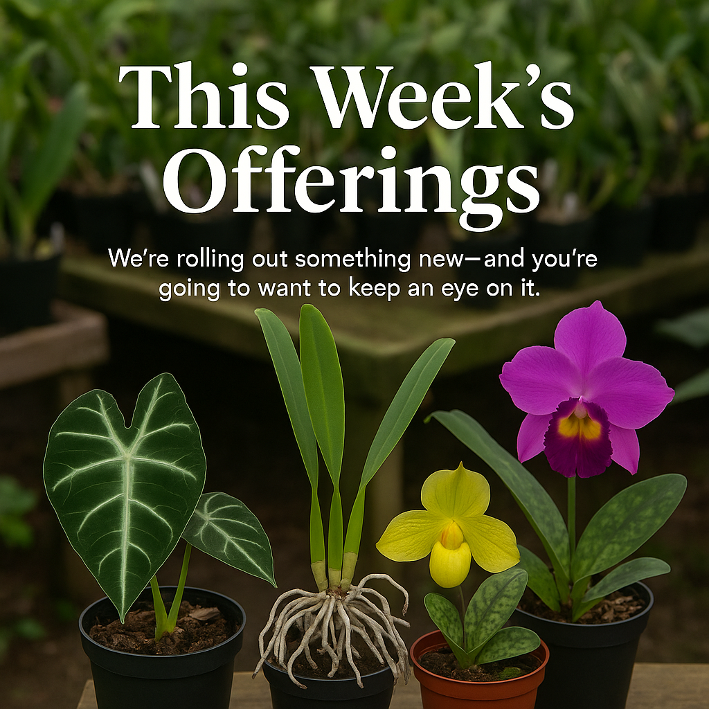 This Week's Offerings