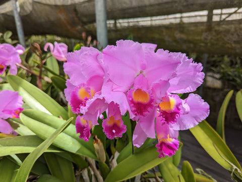 C. trianaei `Calliope' Original Division #2 Select Species Cattleya Orchid Plant