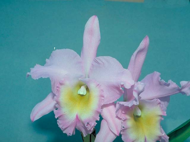 Blc. Nacouchee `Del Mar&