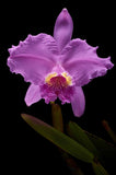 C. lueddemanniana `Don Luis' HCC/AOS Div #1 Original Division Species Orchid Plant