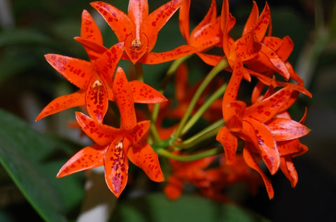 C. aurantiaca `Kathleen' CHM/AOS Div #2 Select Species Cattleya Orchid Plant