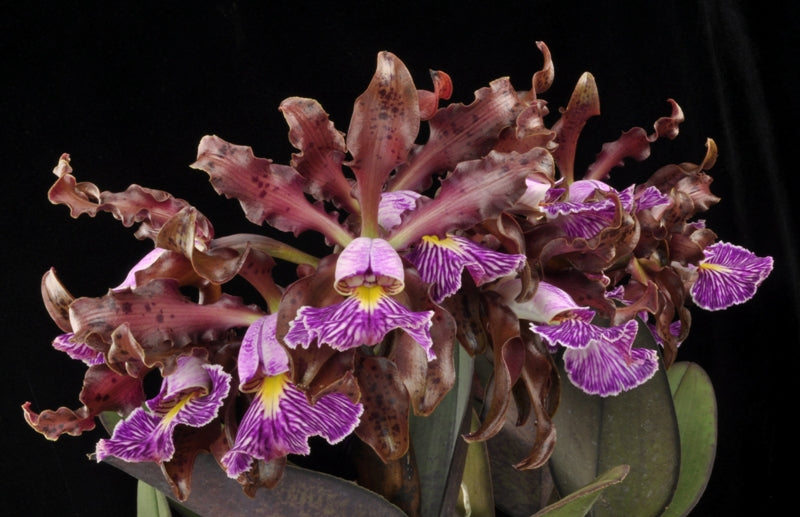 C. schilleriana (`Aglaia&