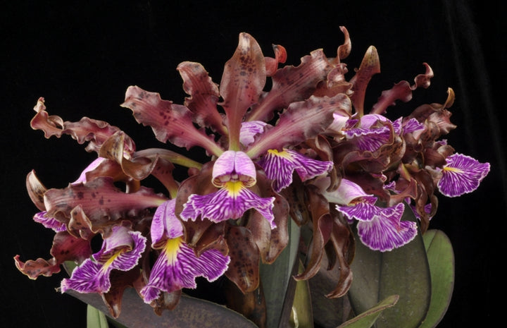C. schilleriana (`Aglaia&