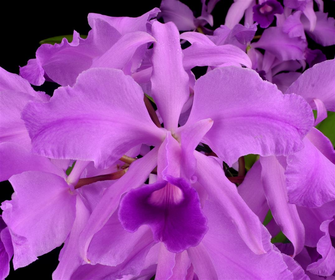 C. lawrenceana var. flamea (`Sebastian Farrell&