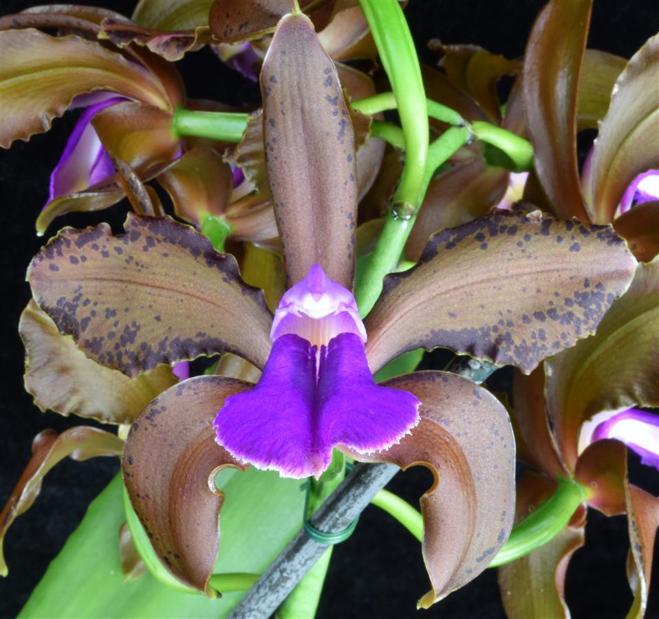 C. (bicolor `Gabriel Amaru&