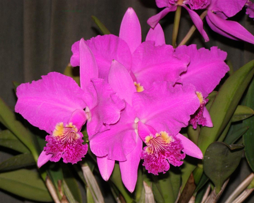 C. lueddemanniana `Yamile&
