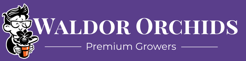 Waldor Orchids 