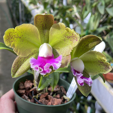 C. Peckhaviensis 4N (schilleriana x aclandiae) 2" 锅