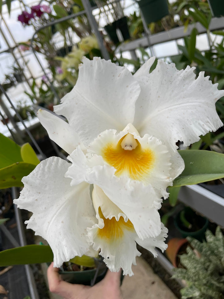 Blc. Mem. Plato Mathews `938&