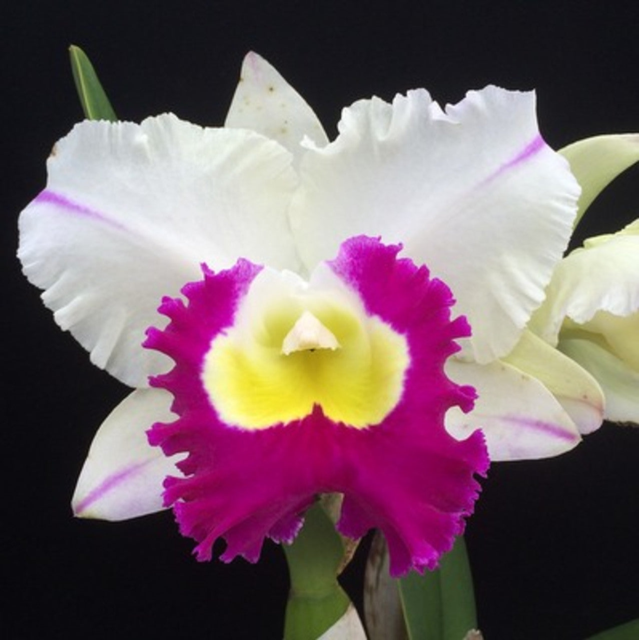 ウルキオラ BHDC Blc. Mori Akatsuka `Volcano Queen' 2.75 Pot - Waldor Orchids