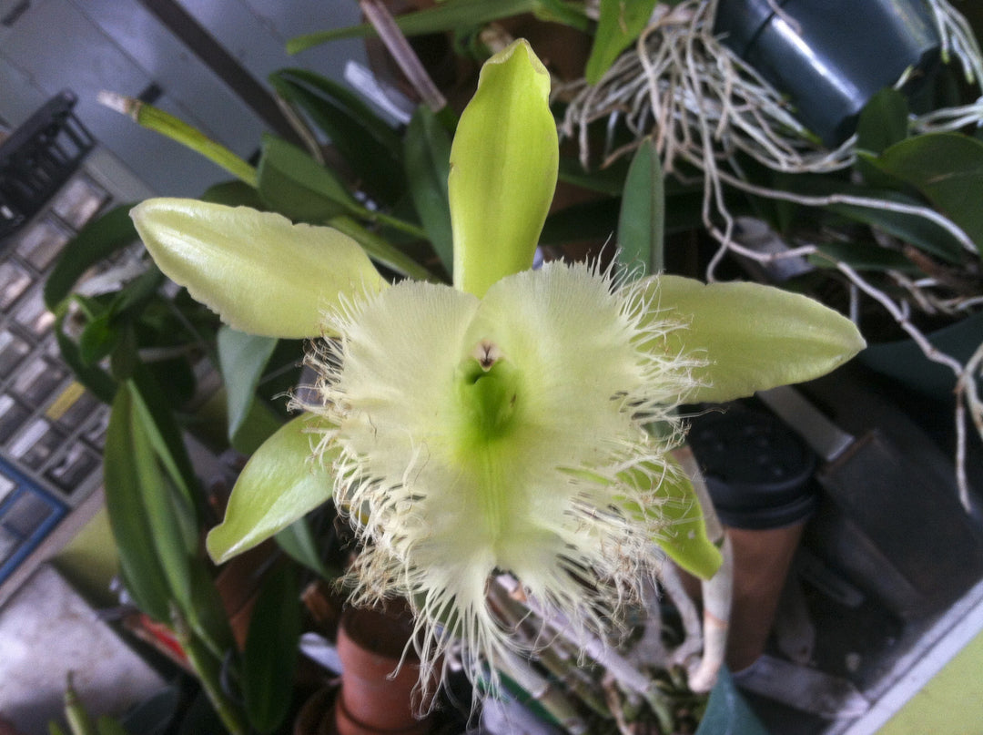 B. digbyana `Glendens&