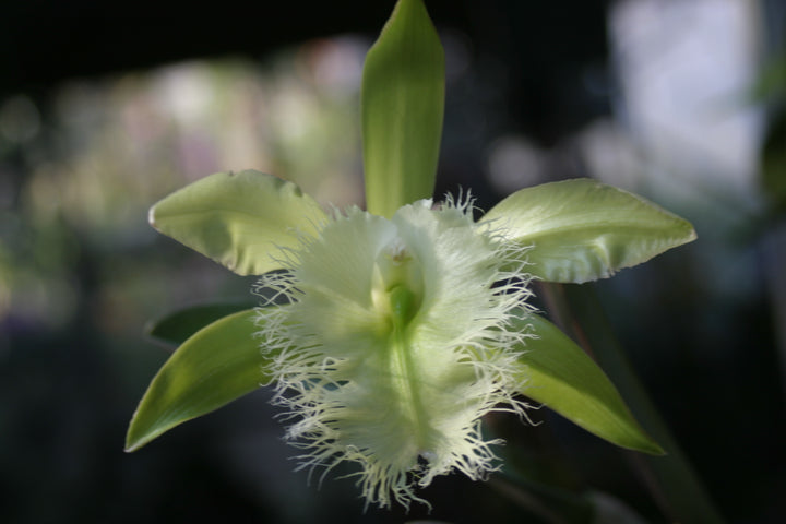 B. digbyana `Glendens&