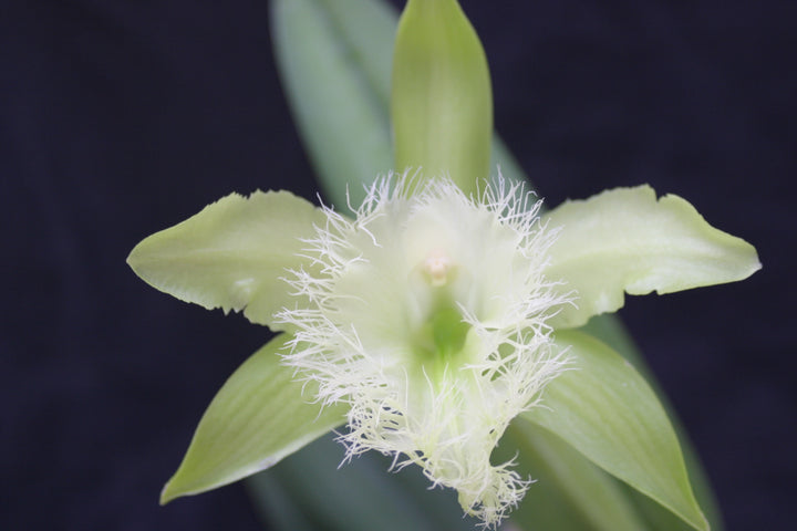 B. digbyana alba `Hammonds&