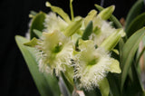 B. digbyana (`Mrs. Chase' AM/AOS x self) Select Species Cattleya Orchid Plant #1