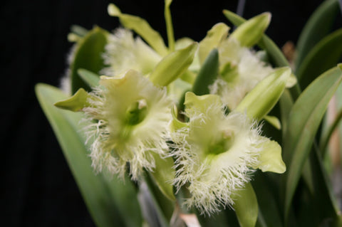 B. digbyana (`Mrs. Chase' AM/AOS x self) Select Species Cattleya Orchid Plant #3