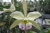 Blc. Greenwich `Shamrock' AM/AOS Cattleya Orchid Plant Original Division