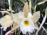 Bc. Beth Eden `Mendenhall' Div #1 Cattleya Orchid Plant