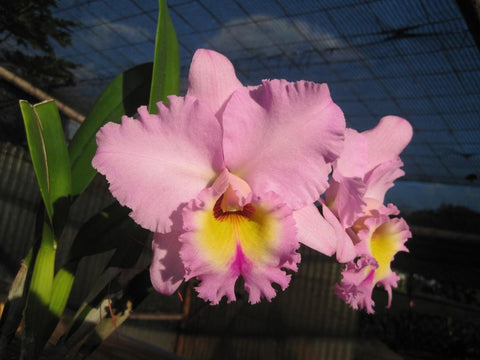 Bc. Donna Kimura `Volcano Queen' AM/AOS Div #1 Cattleya Orchid Plant