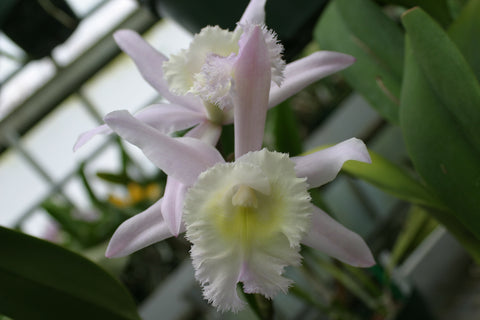 Bc. Groganiae `Waldor' Division #1 Cattleya Orchid Plant Original