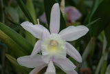 Bc. Groganiae `Waldor' Division #1 Cattleya Orchid Plant Original