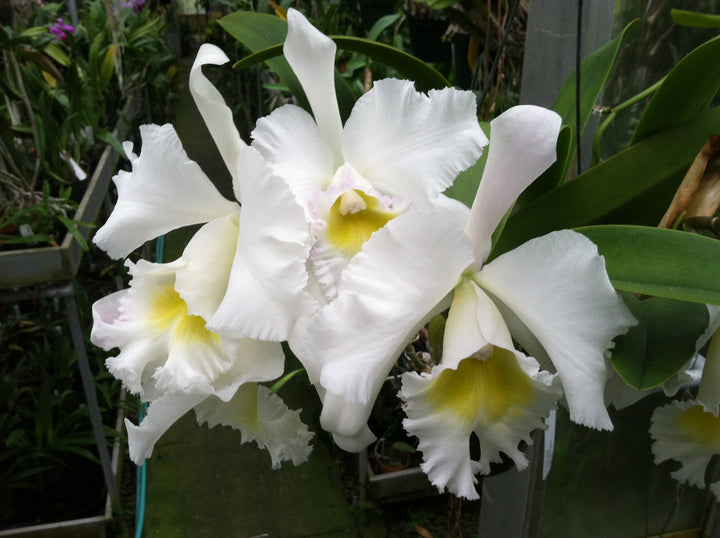 Bc. Mount Anderson `Carol&
