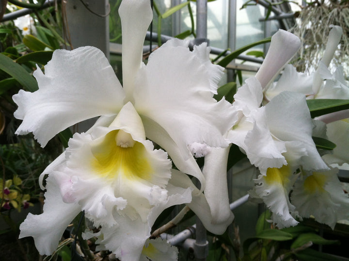 Bc. Mount Anderson `Carol&