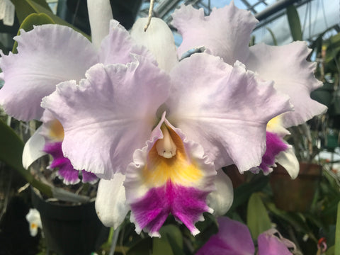 Blc. Aloha Spirit `Shady Lady' AM/AOS Div #1 Original Cattleya Orchid Plant