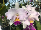Blc. Aloha Spirit `Shady Lady' AM/AOS Div #2 Original Cattleya Orchid Plant