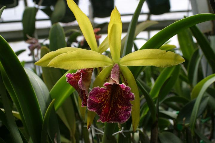 Blc. Apache Sunrise `Jason&