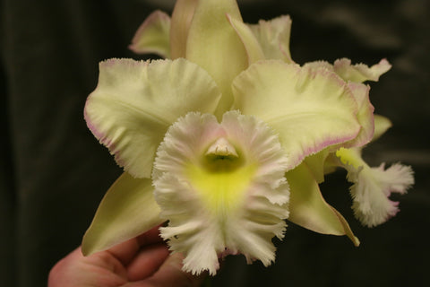 Bc. Beth Eden `Mendenhall' Div #1 Cattleya Orchid Plant