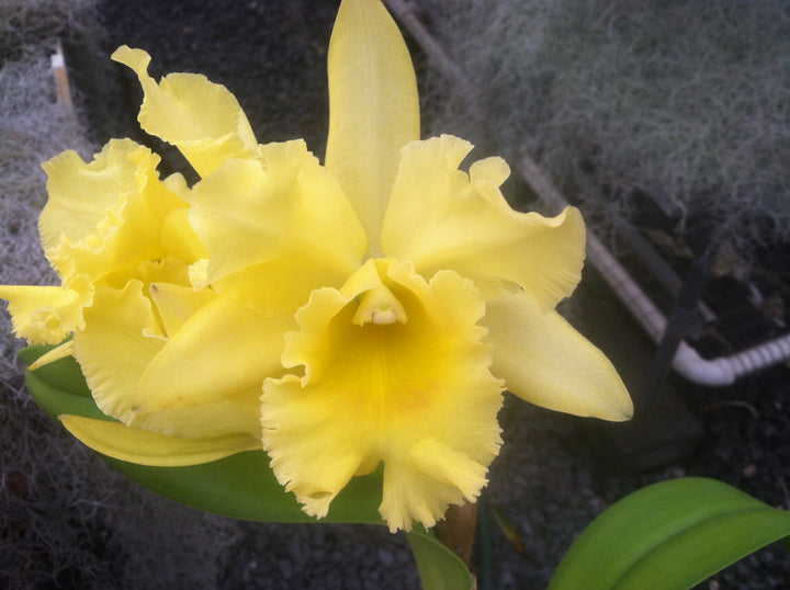 Blc. Destiny `Trymwood&